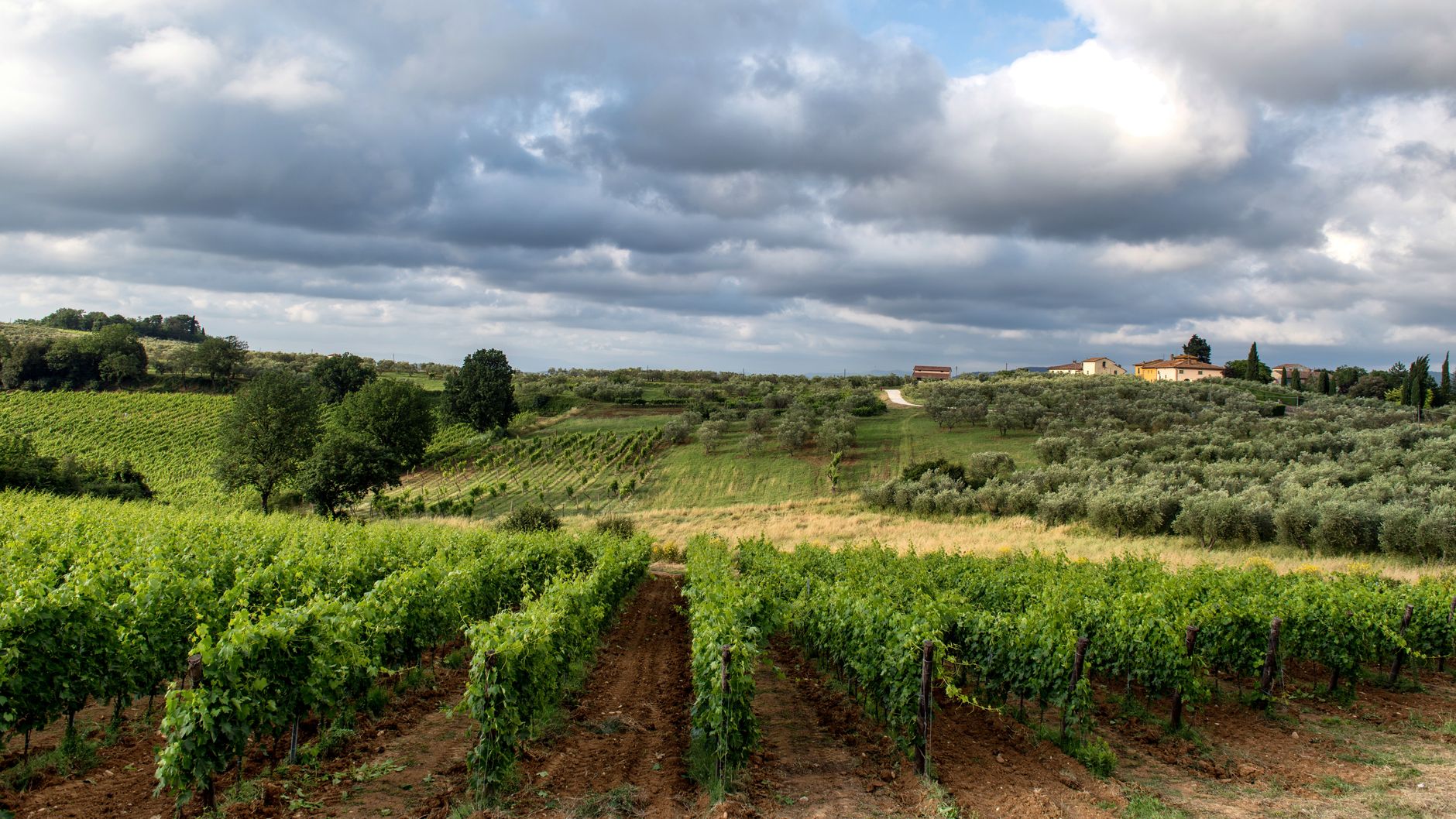 Tuscan Vineyards